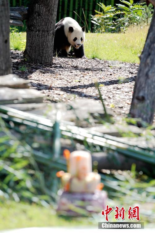 旅德大熊貓“嬌慶”在柏林迎來(lái)八歲生日