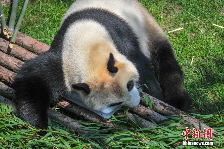 沈陽森林動物園內(nèi)大熊貓“趴冰”消暑