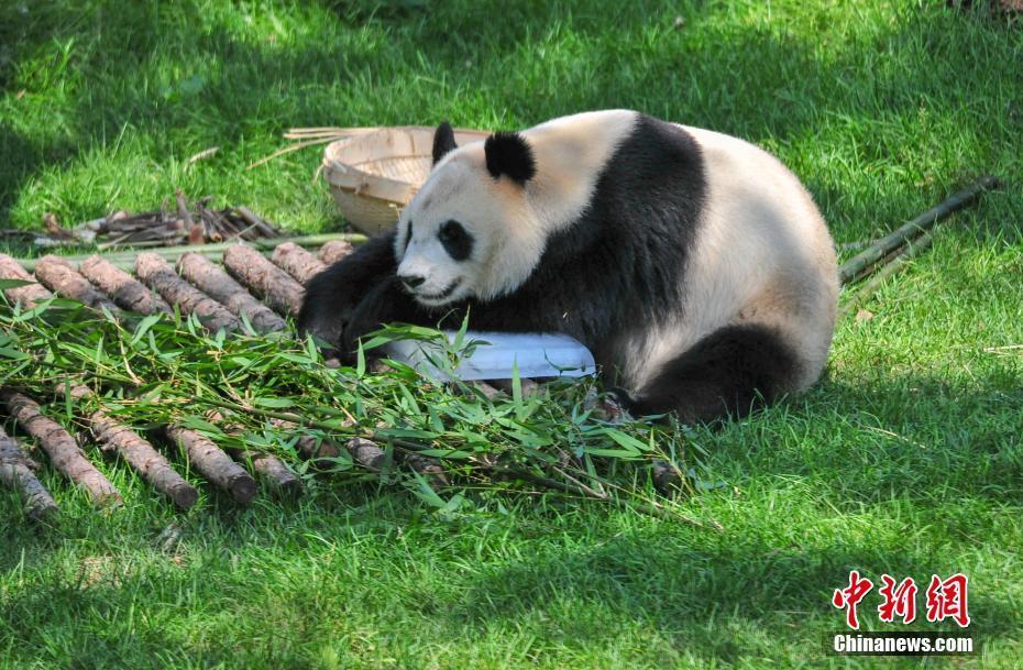 沈陽森林動(dòng)物園內(nèi)大熊貓“趴冰”消暑