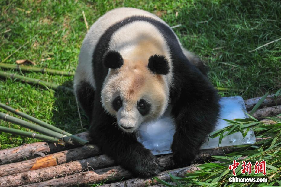 沈陽(yáng)森林動(dòng)物園內(nèi)大熊貓“趴冰”消暑