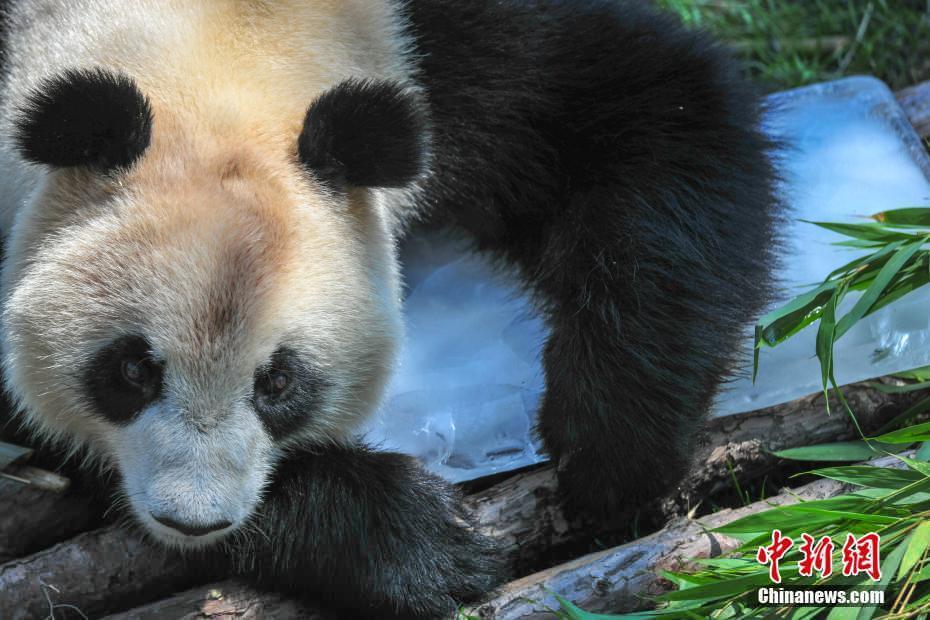 沈陽森林動物園內大熊貓“趴冰”消暑