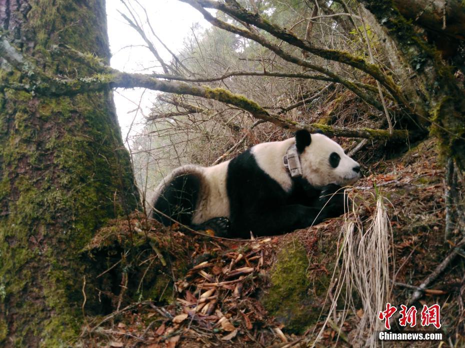 野外引種大熊貓“草草”產(chǎn)下龍鳳胎