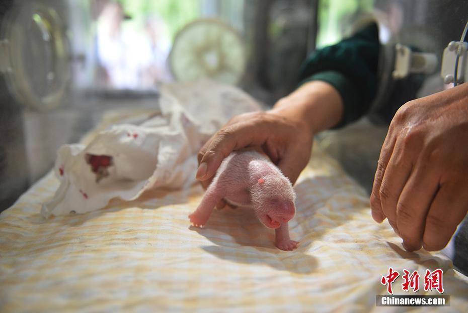 野外引種大熊貓“草草”產(chǎn)下龍鳳胎