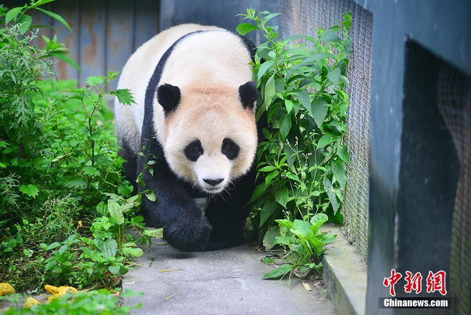 野外引種大熊貓“草草”產(chǎn)下龍鳳胎