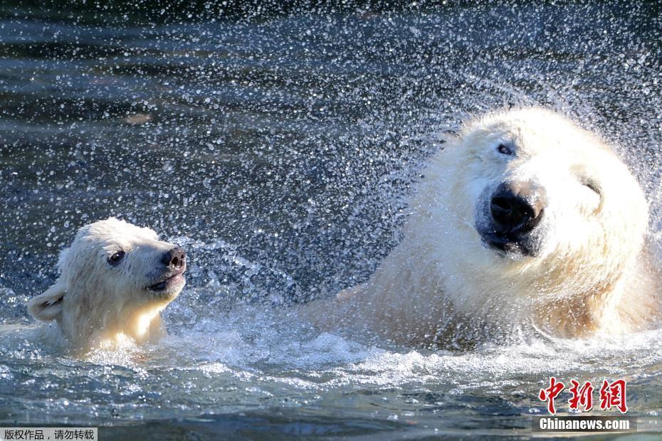 32℃的北極圈 替我們的“大白”捏把汗