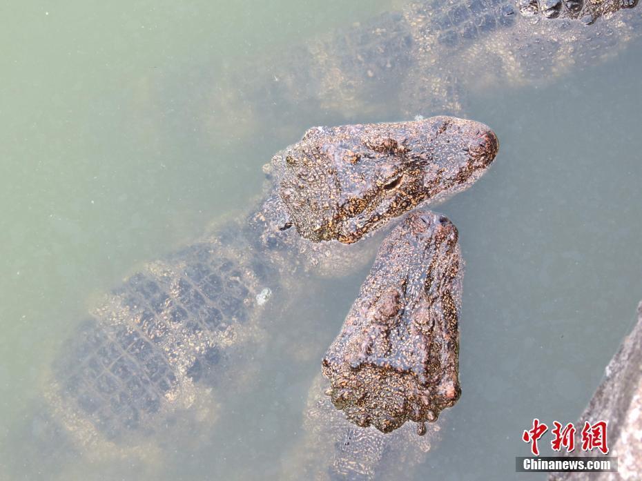 中國特有珍稀動物揚(yáng)子鱷“靜伏”消暑