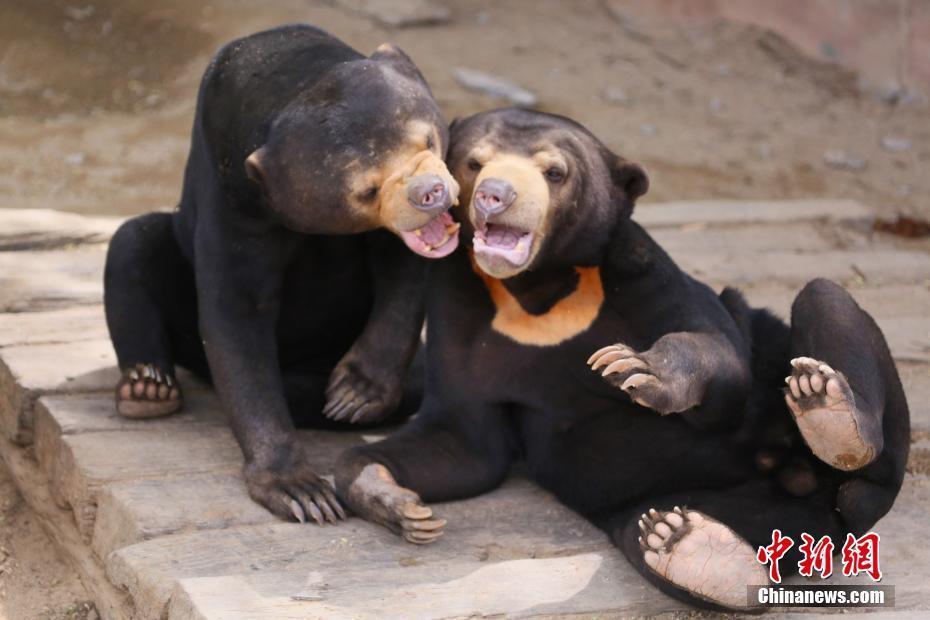 七夕將至 動物情侶們組團“秀恩愛”