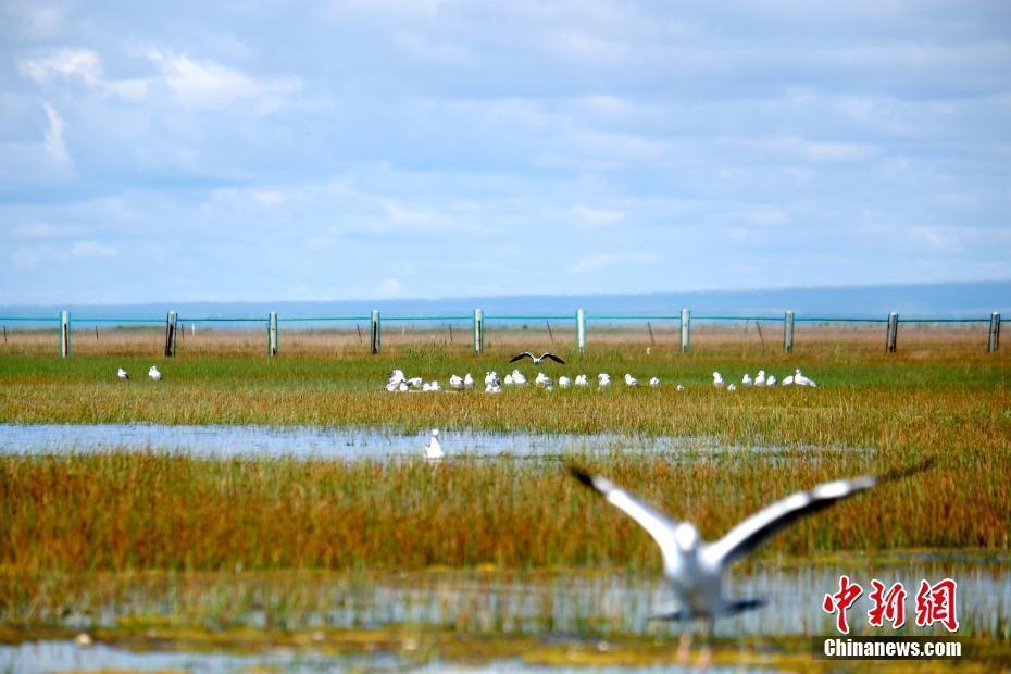 青海湖北岸呈現(xiàn)“魚(yú)鳥(niǎo)天堂” 每年92種候鳥(niǎo)遷徙停留