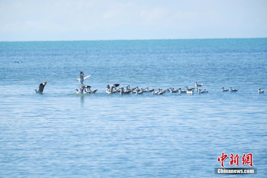 青海湖北岸呈現(xiàn)“魚鳥天堂” 每年92種候鳥遷徙停留