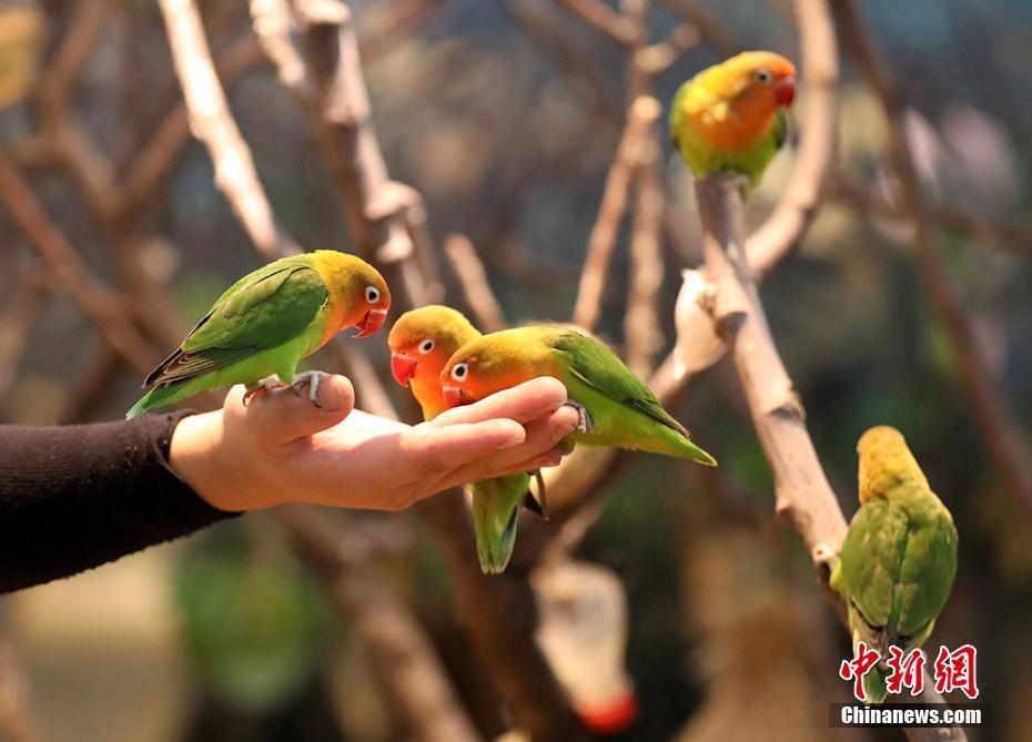 可愛小動(dòng)物齊聚江蘇常州 吹響萌寵“集結(jié)號(hào)”