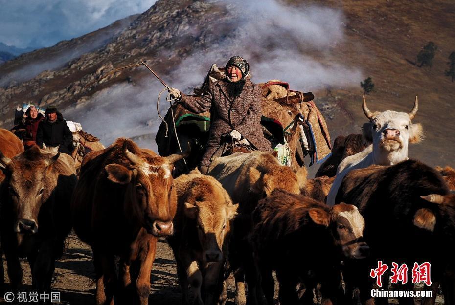 新疆阿勒泰天氣轉(zhuǎn)冷 牧民晨曦薄霧中準備遷徙