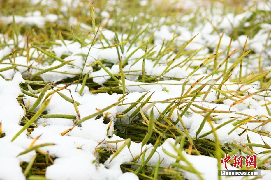 甘肅榆中秋日迎降雪 白雪覆蓋金黃麥垛