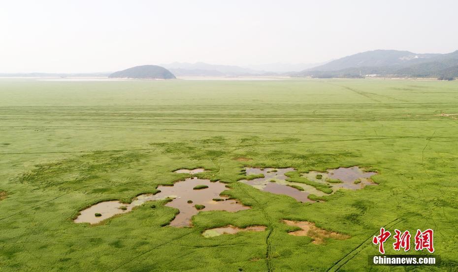 中國(guó)最大淡水湖鄱陽湖水位下降 變身“大草原”