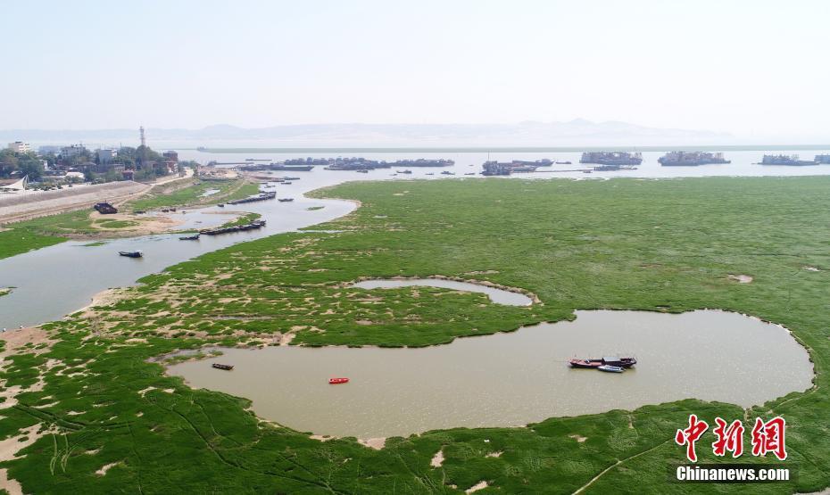 中國(guó)最大淡水湖鄱陽(yáng)湖水位下降 變身“大草原”