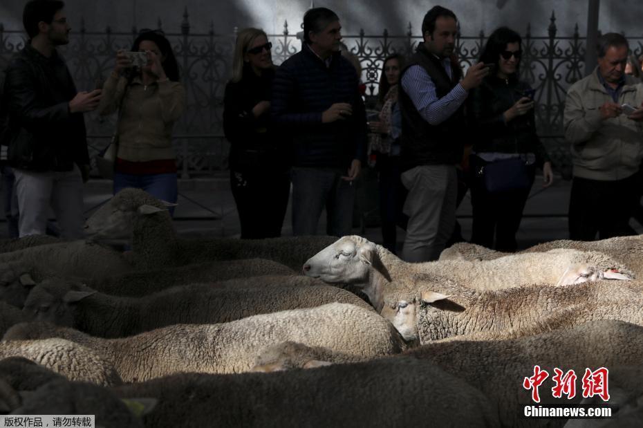 西班牙牧羊人驅(qū)趕羊群穿越馬德里 羊群進(jìn)城“參觀”