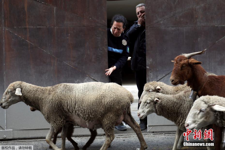 西班牙牧羊人驅(qū)趕羊群穿越馬德里 羊群進城“參觀”