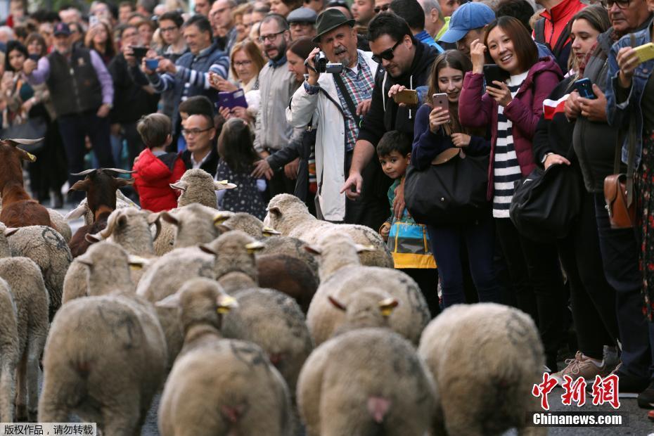 西班牙牧羊人驅(qū)趕羊群穿越馬德里 羊群進(jìn)城“參觀”