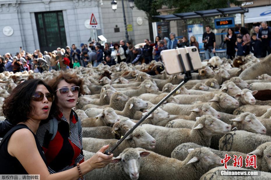 西班牙牧羊人驅(qū)趕羊群穿越馬德里 羊群進(jìn)城“參觀”