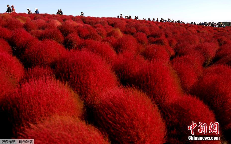 日本秋色漸濃 游客徜徉火紅花海拍照