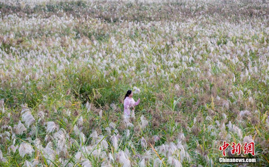 蘆葦花開秋意濃