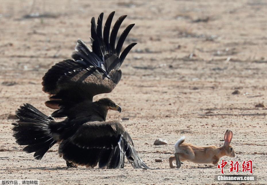 埃及歡慶世界獵鷹日 兇猛獵鷹與主人親密“接吻”