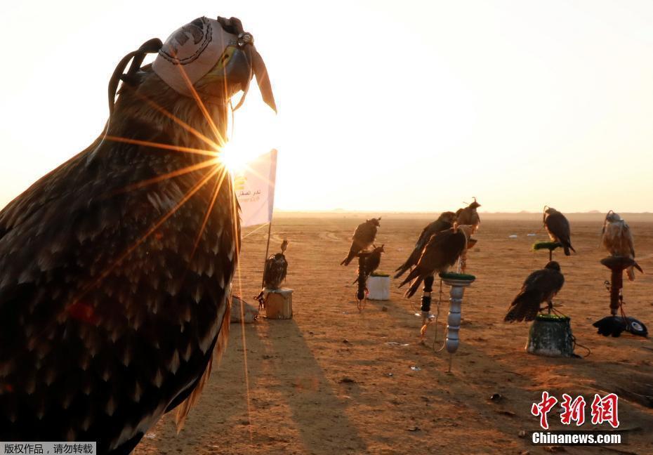 埃及歡慶世界獵鷹日 兇猛獵鷹與主人親密“接吻”