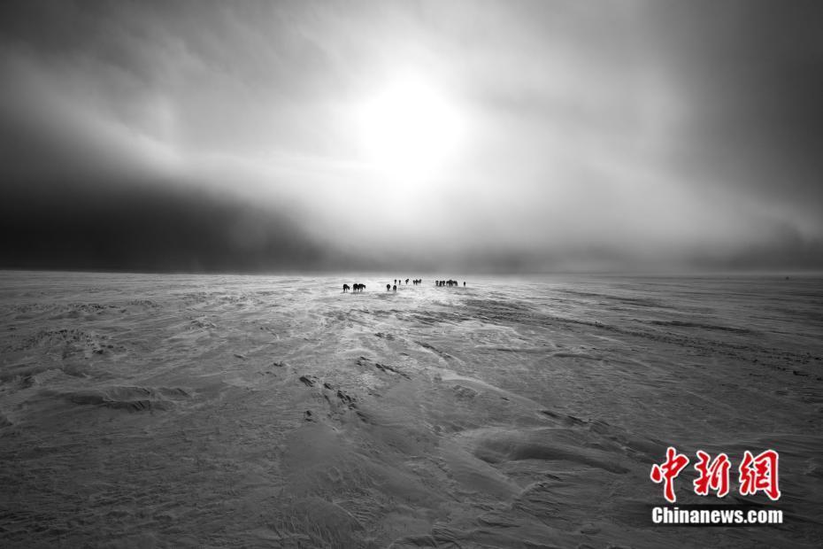 草原精靈 風雪中的蒙古馬