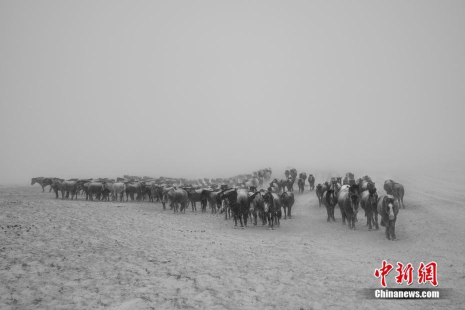 草原精靈 風(fēng)雪中的蒙古馬