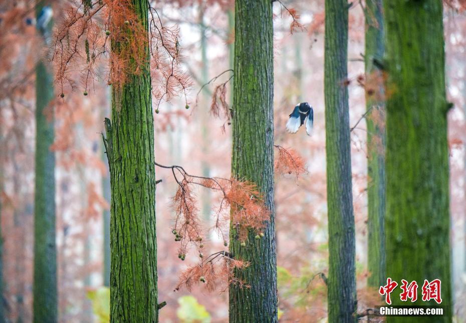 武漢新洲漲渡湖濕地初冬美景宛如仙境