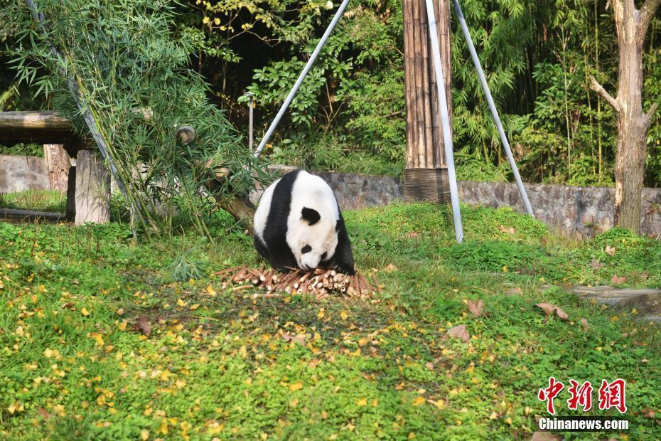 海歸老齡大熊貓“高高”結束隔離檢疫與媒體見面