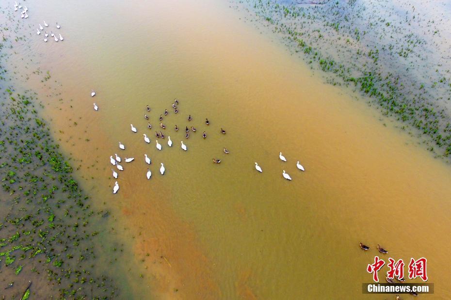 大批候鳥(niǎo)冬日棲息中國(guó)最大淡水湖鄱陽(yáng)湖