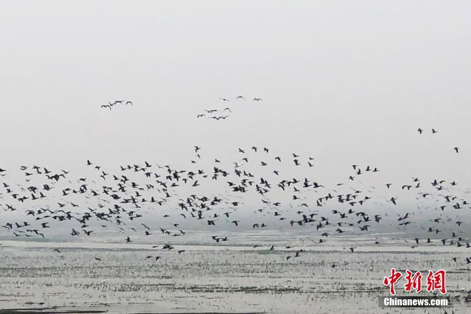 大批候鳥冬日棲息中國(guó)最大淡水湖鄱陽(yáng)湖