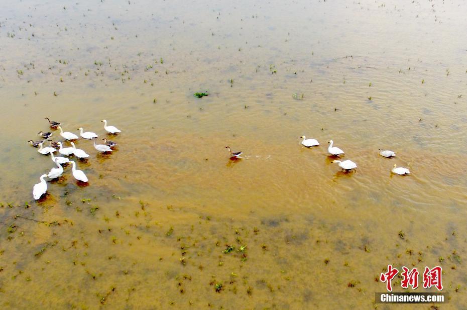 大批候鳥冬日棲息中國最大淡水湖鄱陽湖