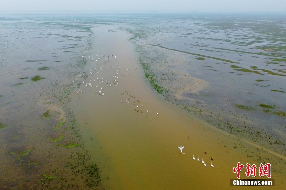 大批候鳥冬日棲息中國最大淡水湖鄱陽湖