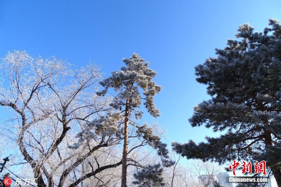 哈爾濱松花江畔新年首迎霧凇景觀 玉樹瓊枝美輪美奐