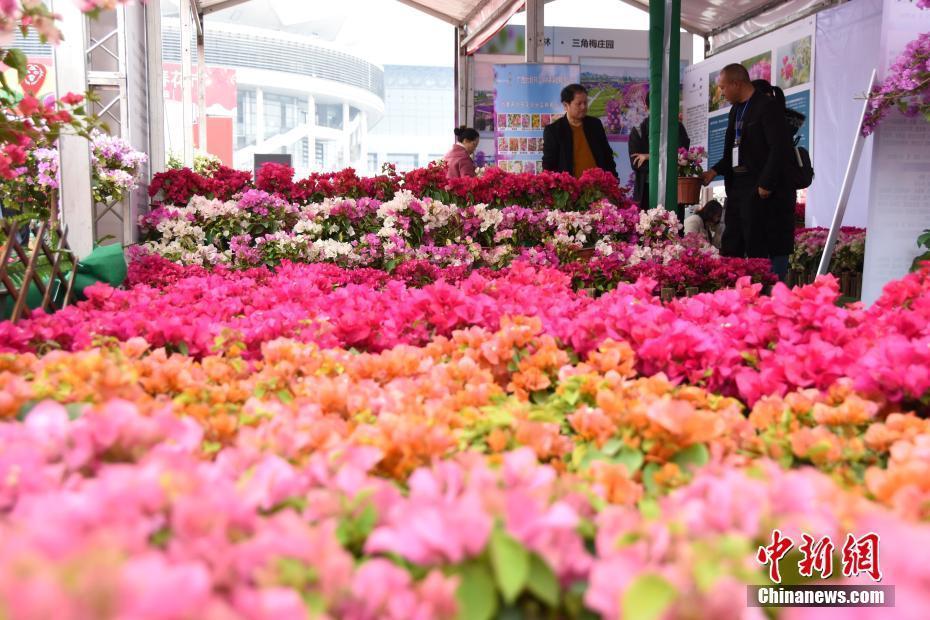 廣西迎春花市熱鬧開張 千種鮮花添年味