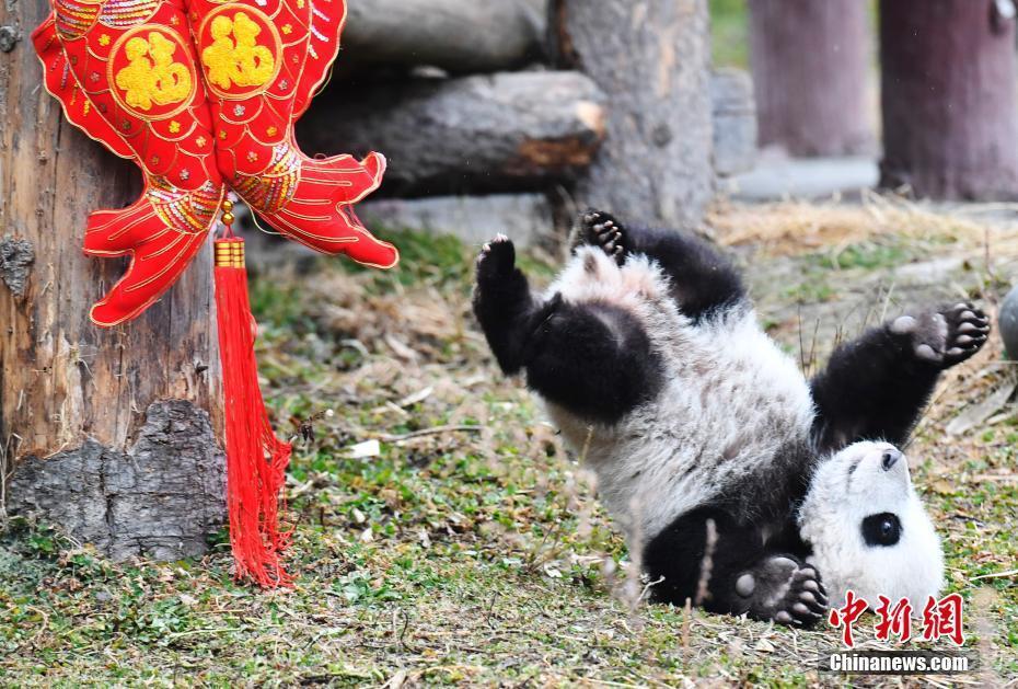 国宝拜年 新生大熊猫“天团”送出最萌猪年祝福