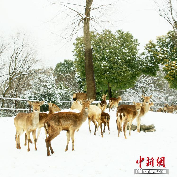 江蘇常州淹城野生動物世界動物雪中撒歡 萌態(tài)十足