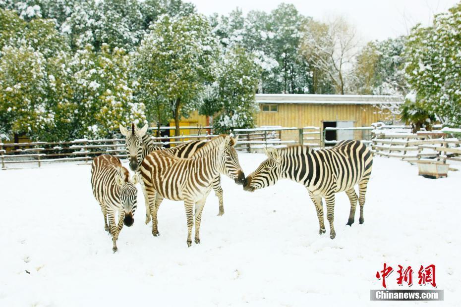 江蘇常州淹城野生動物世界動物雪中撒歡 萌態(tài)十足