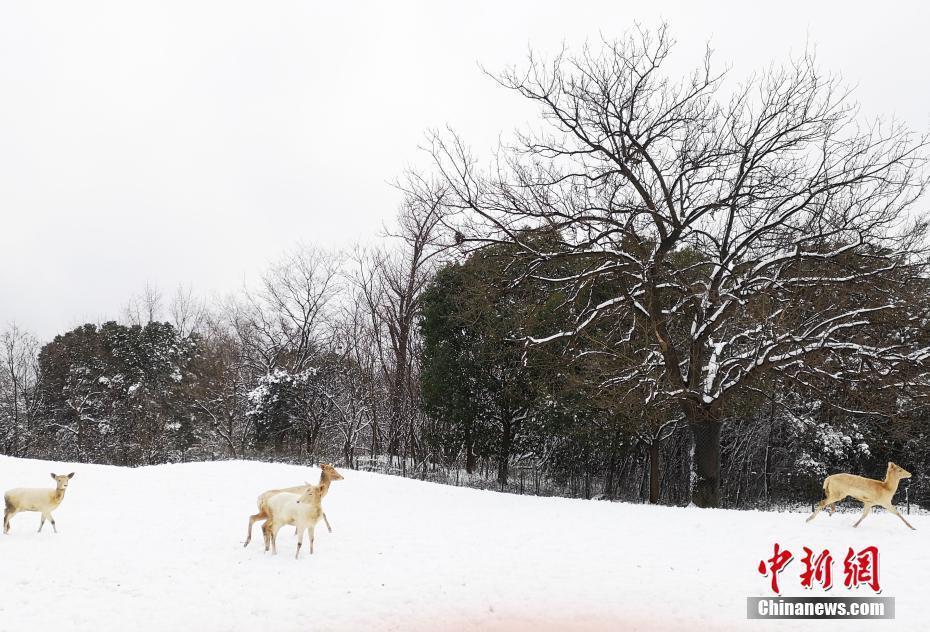 江蘇常州淹城野生動(dòng)物世界動(dòng)物雪中撒歡 萌態(tài)十足