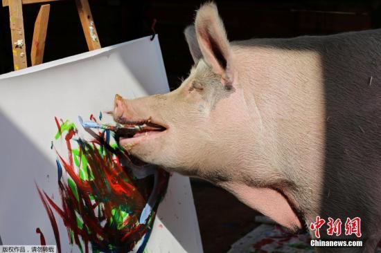 获救小猪一身“艺术细胞” 创作“印象派”油画-中国侨网