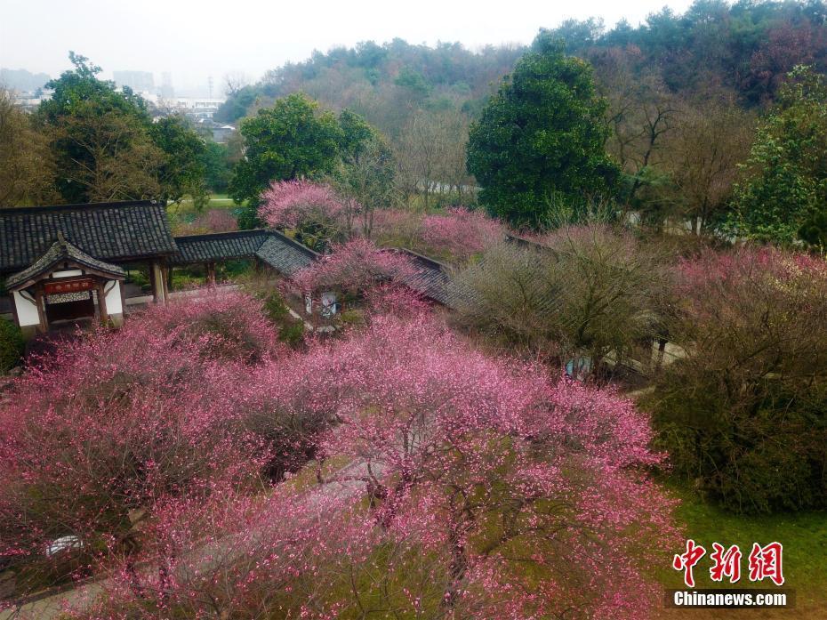 杭州植物園靈峰景區(qū)踏春賞梅正當(dāng)時