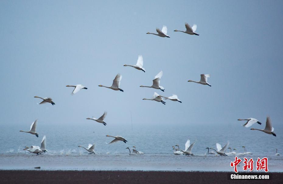 中國(guó)最大淡水湖鄱陽(yáng)湖萬(wàn)鳥(niǎo)翔集 蔚為壯觀