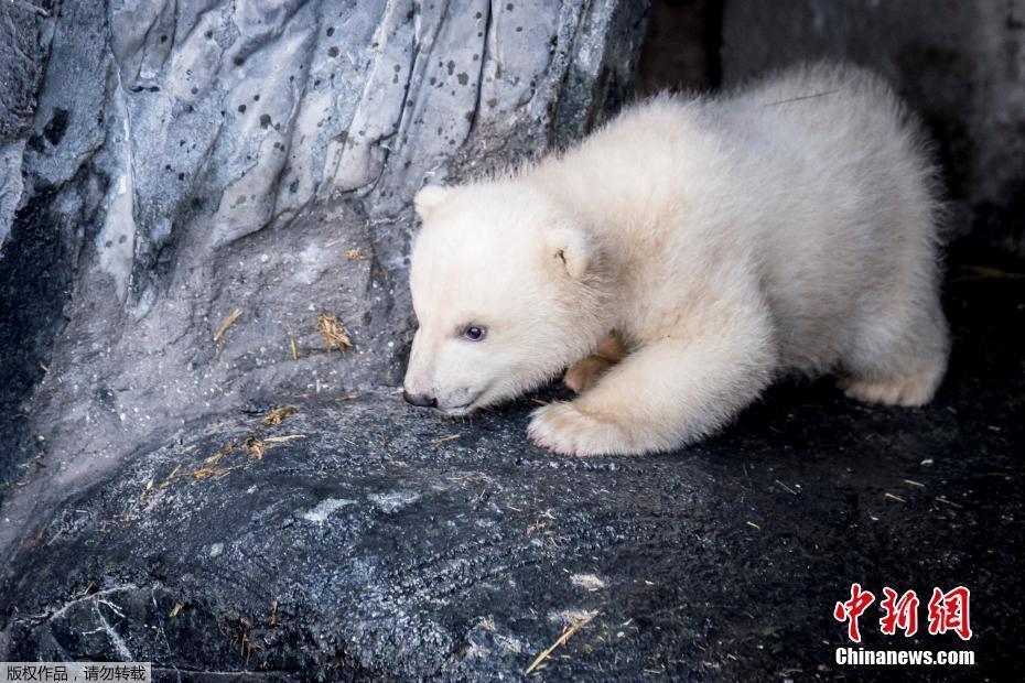小北極熊首次亮相哥本哈根動(dòng)物園 與媽媽形影不離