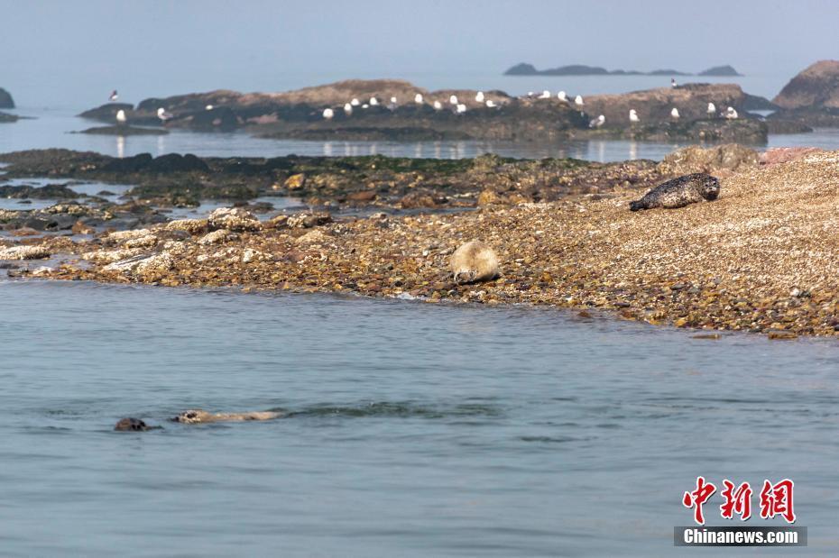 大連虎平島海域成斑海豹“安樂(lè)窩”