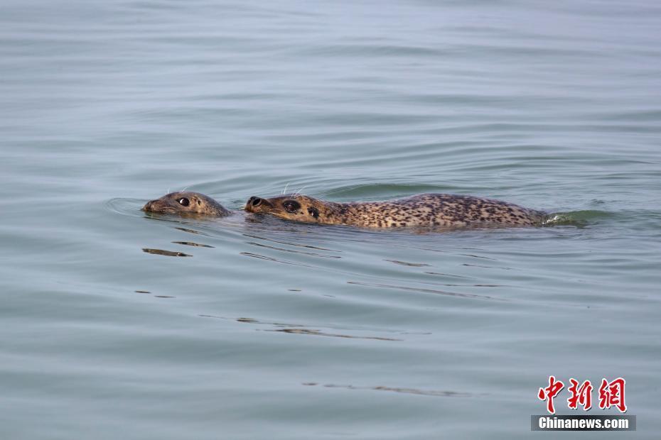 大連虎平島海域成斑海豹“安樂窩”