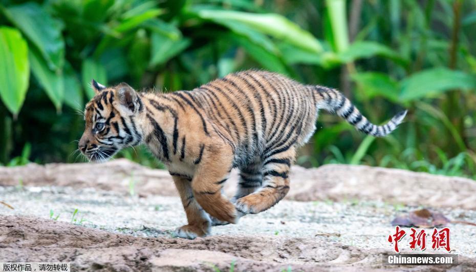 澳動(dòng)物園3只蘇門答臘虎幼崽激萌亮相