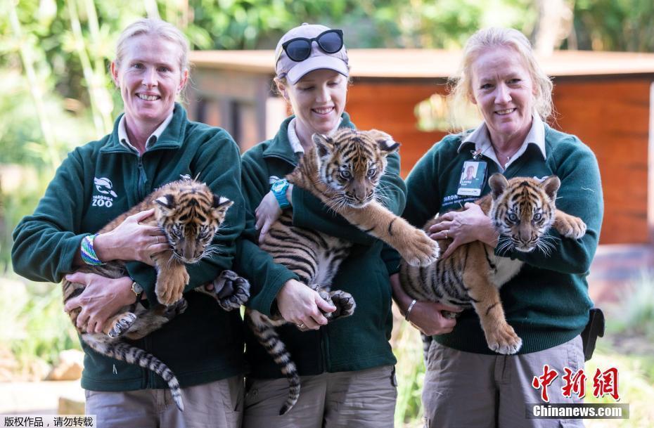 澳動物園3只蘇門答臘虎幼崽激萌亮相