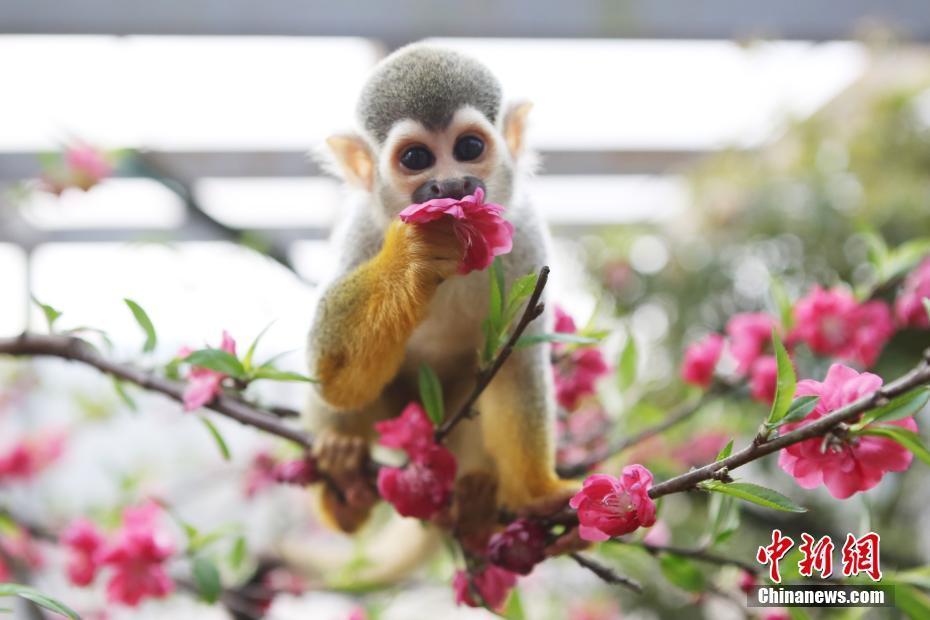 重慶天氣回暖 “呆萌”動物花間穿梭“踏春”