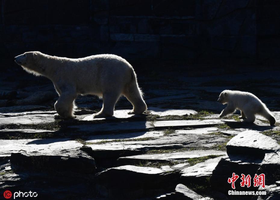 柏林動(dòng)物園北極熊母子享親子時(shí)光 小熊崽獻(xiàn)吻媽媽暖化了